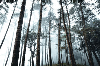 Low angle view of trees in forest