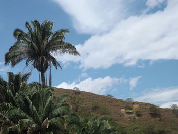 Low angle view of palm trees against cloudy sky