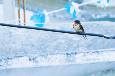 Bird perching on railing