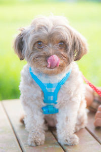 Portrait of a dog