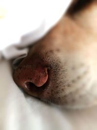 Close-up of dog