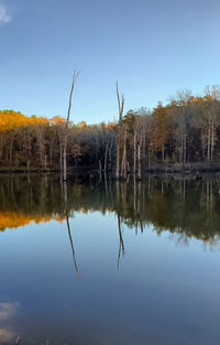 Reflection of trees in lake against clear blue sky