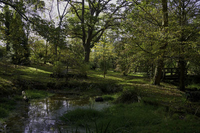 Scenic view of lake in forest