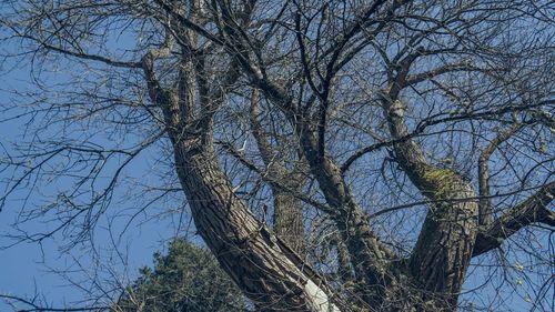 Low angle view of bare tree against sky