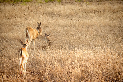 Horse grazing on grassy field