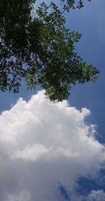 Low angle view of tree against sky