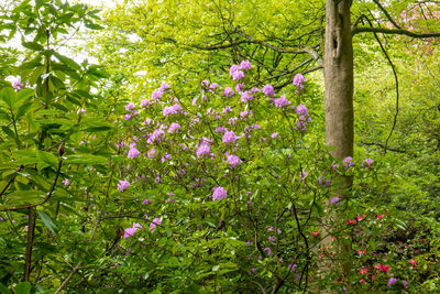 View of purple flowering plants