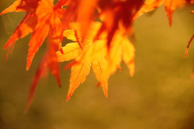 Close-up of orange maple leaves on tree