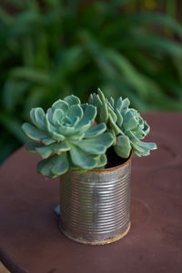 Plant in a tin