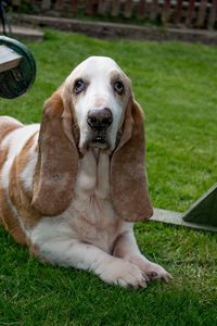 Portrait of dog relaxing on field