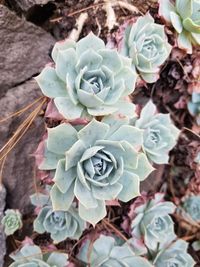 Close-up of rose blooming outdoors