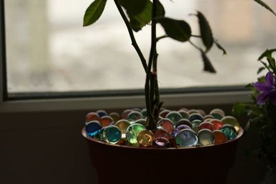 Close-up of potted plant on table