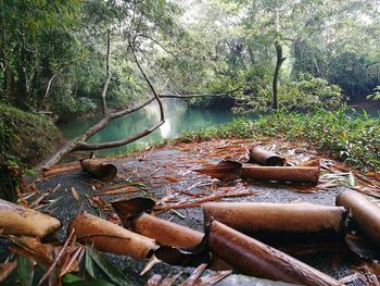 View of plants in river against trees in forest