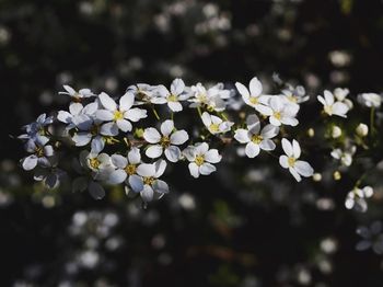 Close-up of white flowers