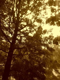 Low angle view of trees