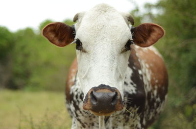Close-up of cow on field