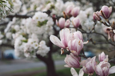 Close-up of pink cherry blossoms