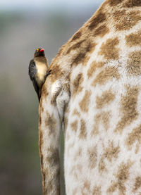 Giraffe and friend