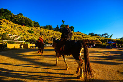 Rear view of woman riding horse against clear blue sky