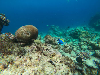 View of jellyfish swimming in sea