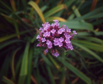 Close-up of purple flowers blooming outdoors