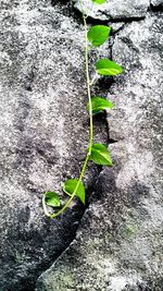 Close-up of plants