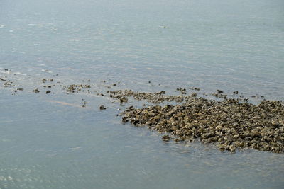 Flock of birds on beach