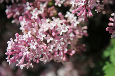 Close-up of pink flowers blooming outdoors
