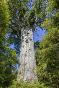 Low angle view of trees in forest against sky