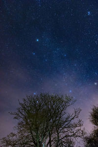 Low angle view of tree against sky at night