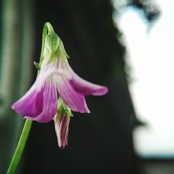 Close-up of flowers blooming outdoors