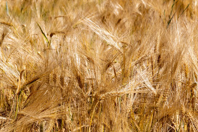 Full frame shot of wheat field