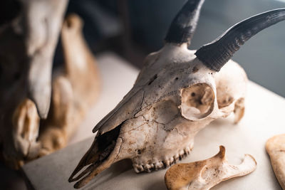 Close-up of animal skull