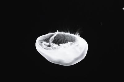 Close-up of jellyfish against black background