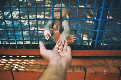 Baby monkey in cage at zoo