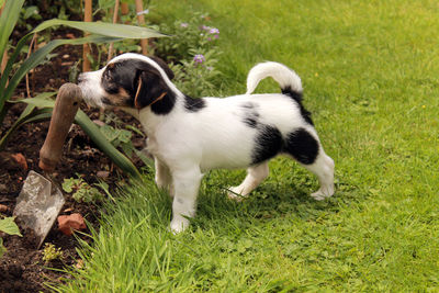 High angle view of jack russell terrier puppy in back yard