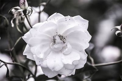 Close-up of white flowers blooming outdoors