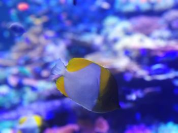 Close-up of yellow flower in sea