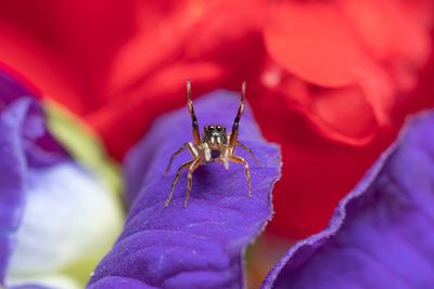 Close-up of insect on purple flower