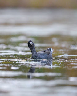 Close-up of american coot swimming in lake 