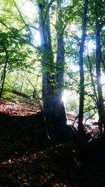 Trees in forest