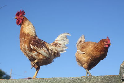 View of birds against clear blue sky