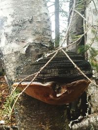 Close-up of tree trunk in forest