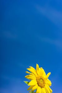 Close-up of yellow flower against blue sky