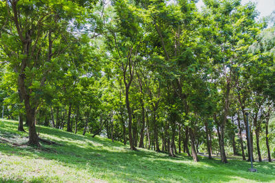 Trees in forest