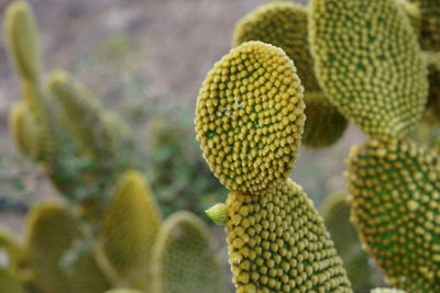 Close-up of succulent plant