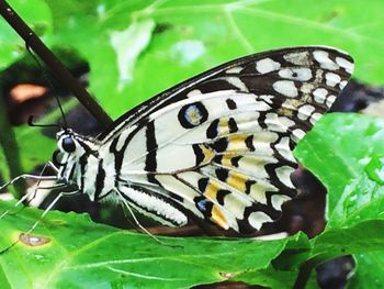 Close-up of butterfly on flower