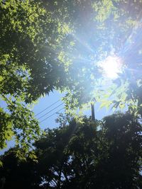 Low angle view of trees on sunny day