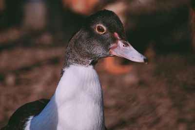 Close-up of a duck