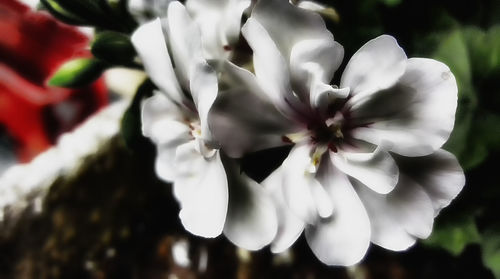 Close-up of pink flowers blooming outdoors